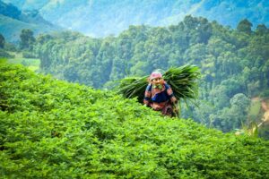 Circuit Sapa : Explorez les montagnes du Nord.